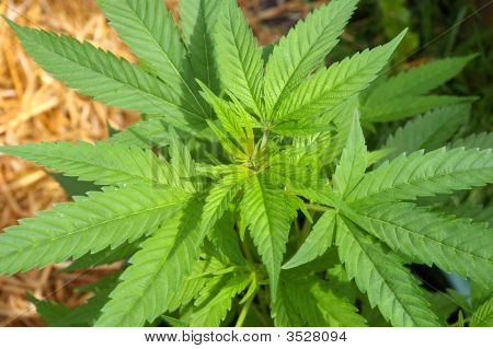 Cannabis
