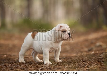 Cute English Bulldog Image Photo Free Trial Stock Cute English Bulldog Image Photo