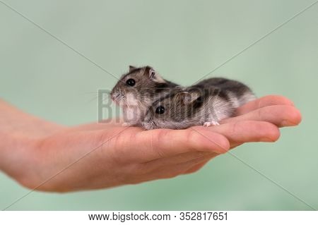 Closeup Of Two Small Funny Miniature Jungar Hamsters Sitting On A Woman's Hands. Fluffy And Cute Dzh