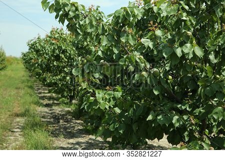 Peach Tree, Branch With Small Immature Peaches . Peach Farm In Early Summer . Unripe Peach