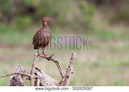 Swainson’s Francolin Sitting On Low Dead Tree In The Morning Sun With Green Background