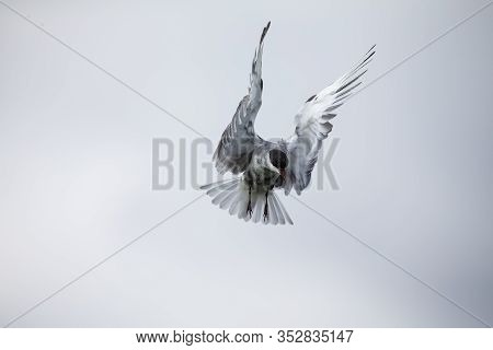 Whiskered Tern In Flight On Cloudy Day With Spread Wings Artistic Conversion