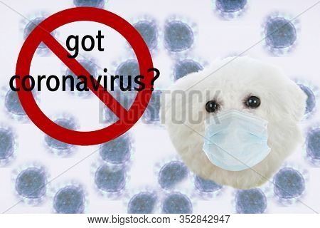 Coronavirus. Convid-19. A Bichon Frise Dog wears a face mask to prevent getting the CORONAVIRUS. CONVID-19 is spreading world wide.
Coronavirus2019 graphic in back.