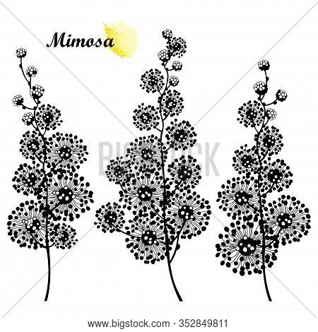 Vector Set Of Mimosa Or Acacia Dealbata Or Silver Wattle Flower Bunch Silhouettes In Black Isolated 