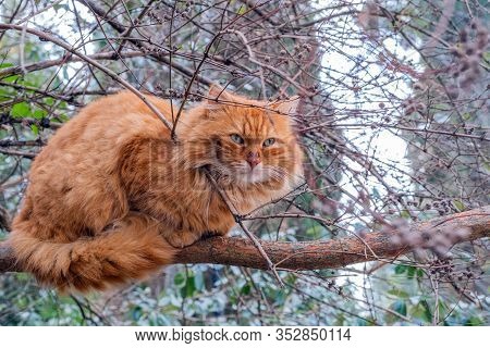 A Wonderful Feral Red Cat With Green Eyes Sits On A Thick Branch