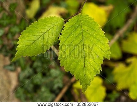 Closeup Of Two Green Leaves On An Elm Tree Ulmus Catching The Sunlight