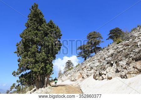 landscape with Mountain pathway among cedar trees. Lician way tourist path in Turkey.