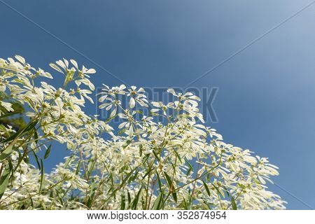 white pascuita flowers, closeup image in the daytime