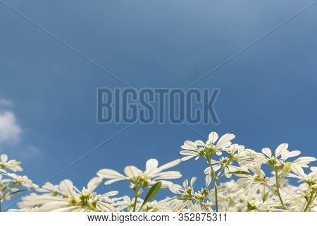 white pascuita flowers, closeup image in the daytime