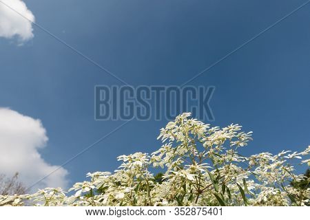 white pascuita flowers, closeup image in the daytime