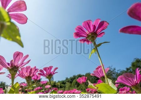 pink cosmos flowers farm under blue sky in the outdoor