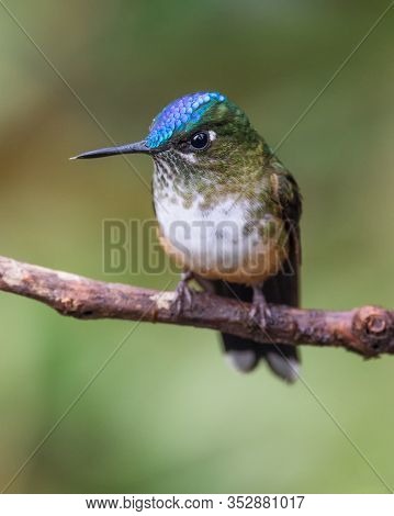 Green And Blue Female Hummingbird On A Branch