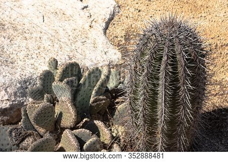 Closeup Detalis Of Southwestern Desert Cactus With Sharp Spines Against Granite Rock Background