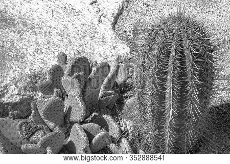Black And White Closeup Detalis Of Southwestern Desert Cactus With Sharp Spines