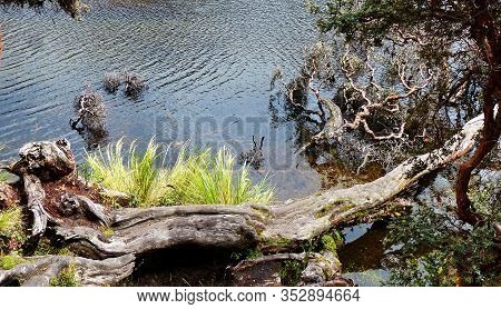 Fallen Polylepis Tree Or Paper Tree At The Toreadora Lake Coast At National Park El Cajas, Andean Hi