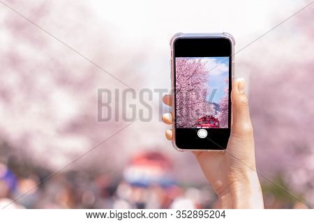 Spring Cherry Blossom Flower For Background Or Copy Space For Text For Greeting Card Or Invitation F