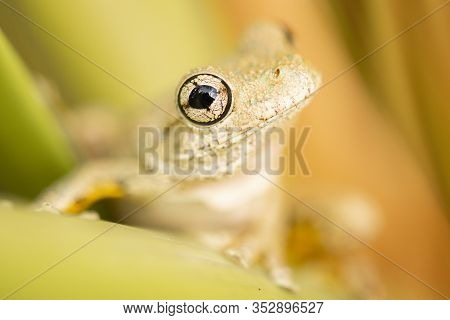 Emerald-spotted Tree Frog 