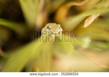 Emerald-spotted Tree Frog 