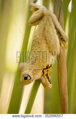 Emerald-spotted Tree Frog 