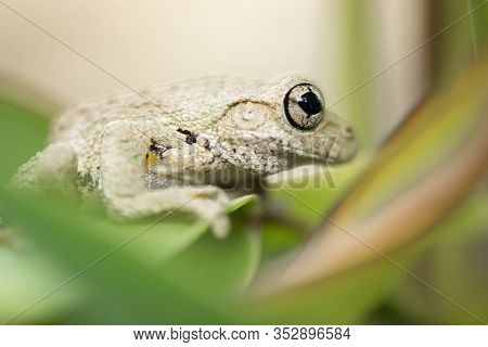 Emerald-spotted Tree Frog 