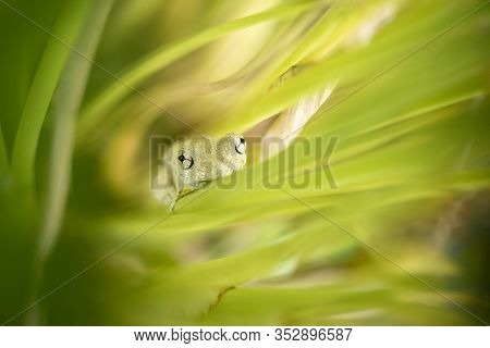Emerald-spotted Tree Frog 