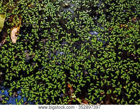 Lemna Minor, The Common Duckweed Or Lesser Duckweed, Is An Aquatic Freshwater Plant Of The Genus Lem