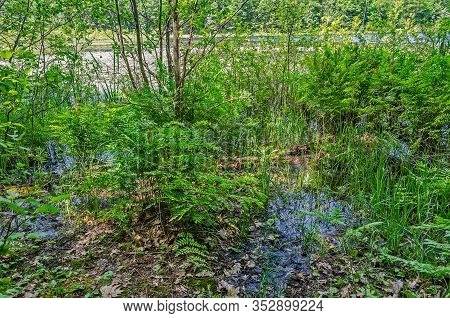 Loda Lake Wildflower Sanctuary In Michigan Is Nice And Green In The Summer