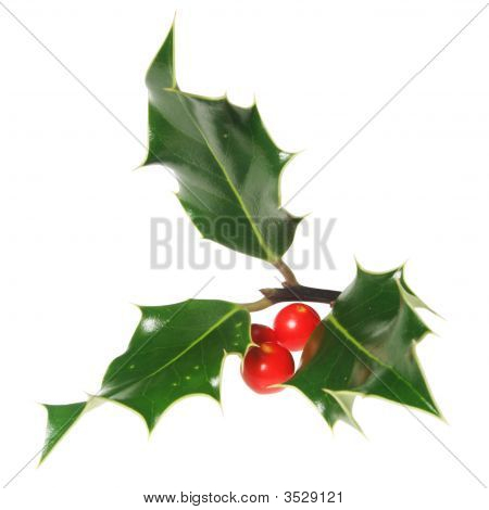 Holly çilek ile
