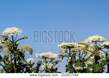 Sosnovsky Cow Parsnip On Blue Sky Background