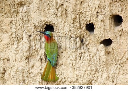 The Red-throated Bee-eater (merops Bulocki) Sitting At Nesting Hole In An Earthen Bank.