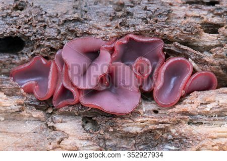 Ascocoryne Sarcoides Or Cylichnium, Know As Jelly Drops Or The Purple Jellydisc, Growing On Dead Woo
