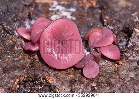 Ascocoryne Sarcoides Or Cylichnium, Know As Jelly Drops Or The Purple Jellydisc, Growing On Dead Woo