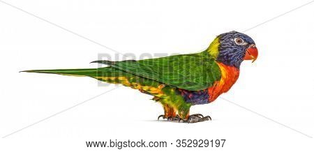 Rainbow Lorikeet, Trichoglossus moluccanus, isolated