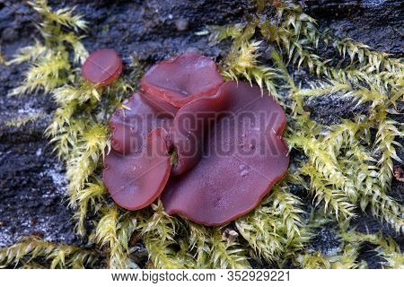 Ascocoryne Sarcoides Or Cylichnium, Know As Jelly Drops Or The Purple Jellydisc, Growing On Dead Woo