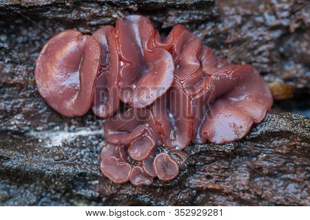 Ascocoryne Sarcoides Or Cylichnium, Know As Jelly Drops Or The Purple Jellydisc, Growing On Dead Woo