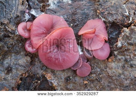 Ascocoryne Sarcoides Or Cylichnium, Know As Jelly Drops Or The Purple Jellydisc, Growing On Dead Woo