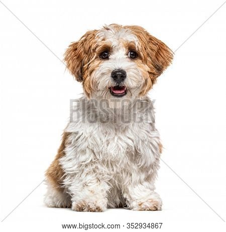 Sitting Puppy Havanese dog staring, 5 months old, isolated on white