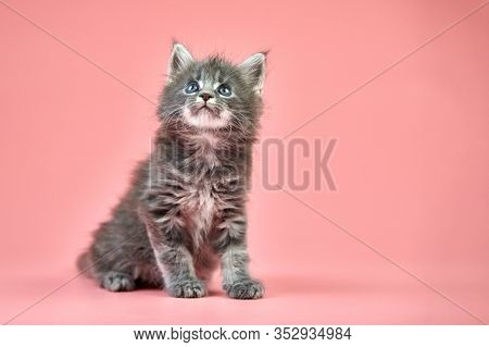 Maine Coon Gray Kitten, Copy Space. Cute Shorthair Purebred Cat On Pink Background. Grayish Hair Att