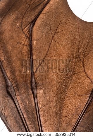 Close-up on a Lyle's flying fox wing, Pteropus lylei