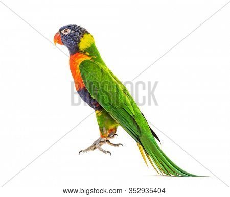 Rainbow Lorikeet jumping, Trichoglossus moluccanus, isolated