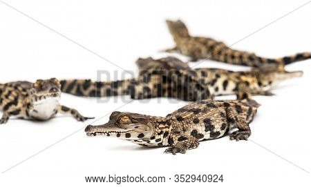 Group of Young West African slender-snouted crocodile, Mecistops cataphractus, isolated on white