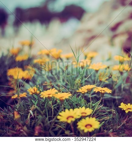 Photo Of Bright Yellow Decorative Flower Gazania Linearis In Tunisia