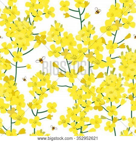 Seamless Rape Plant Pattern, Vector Flower Background. Texture For Print, Spring Summer Fashion, Tex