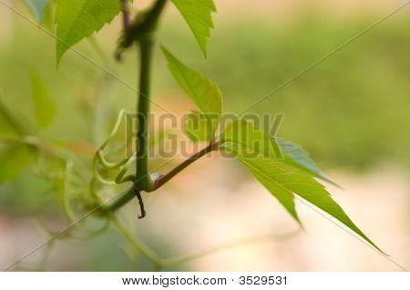 Virginia Creeper