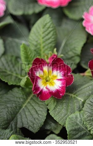 Magenta And White English Primrose - Latin Name - Primula Polyanthus Hybrids