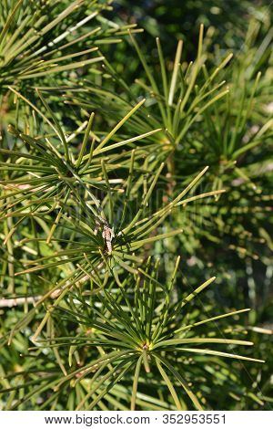 Japanese Umbrella Pine - Latin Name - Sciadopitys Verticillata