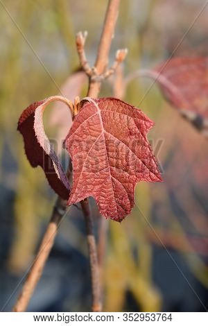 Oakleaf Hydrangea Leaves - Latin Name - Hydrangea Quercifolia
