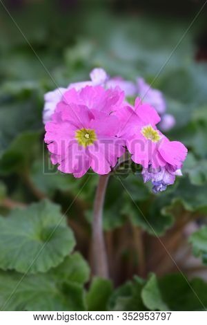Pink Poison Primrose - Latin Name - Primula Obconica