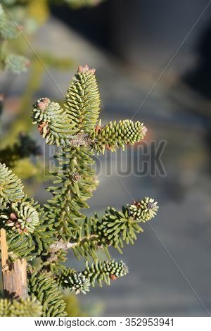 Blue Spanish Fir Branch - Latin Name - Abies Pinsapo Glauca