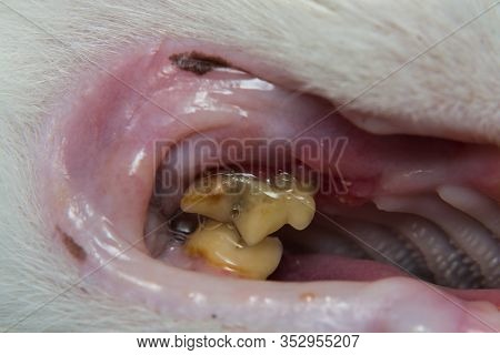 Gum Retraction In Adult Cat Close-up Photo